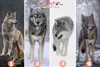 Trắc nghiệm tâm lý: Sói ranh mãnh tiết lộ VẬN TRÌNH SỰ NGHIỆP của bạn từ nay đến cuối năm 2023