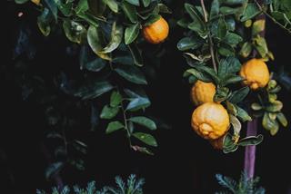 Tử vi thứ 3 ngày 4/7/2023 của 12 con giáp: Thân nên tập trung, Hợi nhiều ưu tư