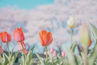 Tử vi thứ 2 ngày 3/7/2023 của 12 cung hoàng đạo: Thiên Bình tự do, Hổ Cáp sâu sắc