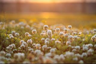 Tử vi Chủ nhật ngày 18/6/2023 của 12 con giáp: Mùng 1 tuổi nào suôn sẻ?