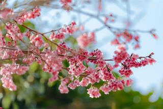 Tử vi thứ 7 ngày 22/7/2023 của 12 con giáp: Tý đắt khách, Ngọ hiền lành