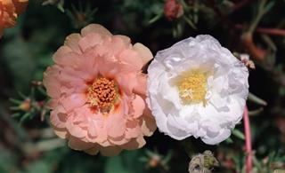 Tử vi thứ 7 ngày 22/7/2023 của 12 cung hoàng đạo: Kim Ngưu vô tư, Thiên Bình sáng tạo