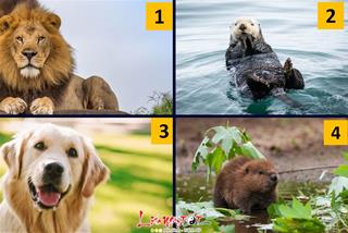 Trắc nghiệm tâm lý: Bạn có giỏi nắm bắt cơ hội hay cứ để mặc nó qua đi rồi kêu ca mình xui xẻo?