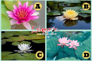 Trắc nghiệm tâm lý: Lựa chọn bông sen đẹp nhất – Kiểm tra xem bước chuyển ngoặt nào sẽ đến với bạn vào cuối năm?