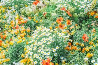 Tử vi thứ 4 ngày 6/9/2023 của 12 cung hoàng đạo: Hổ Cáp nóng tính, Xử Nữ rụt rè