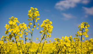 Tử vi Chủ Nhật ngày 24/9/2023 của 12 cung hoàng đạo: Sư Tử vui vẻ, Song Tử bất ổn