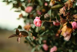 Tử vi tuần mới của 12 cung hoàng đạo 2 - 8/10/2023: Sư Tử gây ấn tượng, Xử Nữ chuyên nghiệp