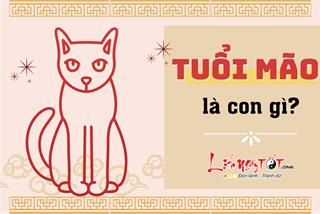 Tuổi Mão là con gì? Tuổi Mão sinh năm nào? Con Mèo của 12 con giáp có gì đặc biệt?