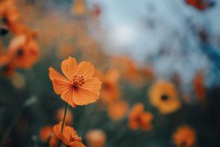 Tử vi thứ 5 ngày 7/9/2023 của 12 cung hoàng đạo: Kim Ngưu mất hứng, Nhân Mã sáng tạo