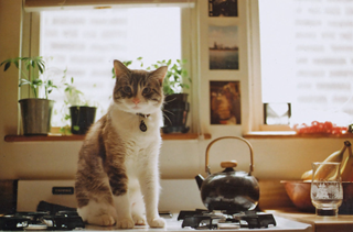 Tử vi tuần mới của 12 cung hoàng đạo 15 - 21/1/2024: Nhân Mã vui vẻ, Ma Kết bình an