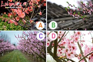 Trắc nghiệm tâm lý: Tháng vượng đào hoa năm 2024, dễ gặp người tâm đầu ý hợp