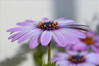 Tử vi thứ 3 ngày 23/1/2024 của 12 con giáp: Tuất số đỏ, Tị nhiều áp lực