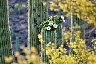 Tử vi thứ 5 ngày 25/1/2024 của 12 con giáp: Thìn hạnh phúc, Dần thất vọng