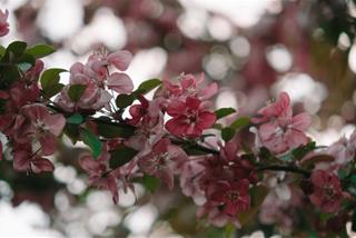 Tử vi thứ 5 ngày 18/1/2024 của 12 cung hoàng đạo: Kim Ngưu an tĩnh, Hổ Cáp tích cực