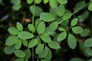 Tử vi thứ 5 ngày 11/1/2024 của 12 con giáp: Mùi rủng rỉnh, Thân mâu thuẫn