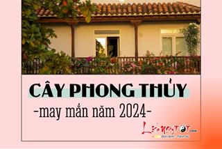 11 loại cây phong thủy đón tài lộc năm Giáp Thìn 2024, giúp gia chủ PHẤT lên mạnh mẽ - Ai cũng muốn săn lùng!
