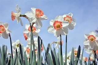 Tử vi tuần mới từ 12 - 18/2/2024 của 12 con giáp: Khai xuân Tị may mắn, Sửu tỏa sáng