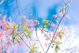 Tử vi Thứ 7 ngày 10/2/2024 của cung hoàng đạo: Bạch Dương lười biếng, Cự Giải tốt bụng