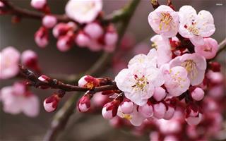 Tử vi thứ 7 ngày 10/2/2024 của 12 con giáp: Mùng 1 Tết Tý may mắn, Dần an vui