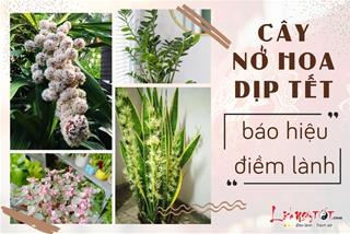 Những loài cây nở hoa dịp Tết báo hiệu may mắn và thịnh vượng đang gõ cửa nhà bạn