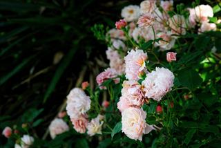 Tử vi thứ 7 ngày 13/1/2024 của 12 con giáp: Tị khó chịu, Thân sống tình cảm