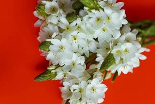 Tử vi thứ 6 ngày 4/10/2024 của 12 cung hoàng đạo: Kim Ngưu lạc quan, Bảo Bình hạnh phúc