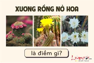 Xương rồng nở hoa là điềm gì? Liệu may mắn có đang tới với bạn?