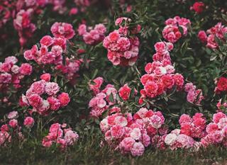 Tử vi thứ 6 ngày 20/12/2024 của 12 cung hoàng đạo: Ma Kết quyết tâm, Xử Nữ khó khăn