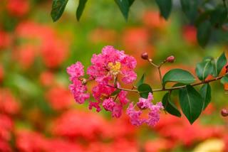 Tử vi thứ 2 ngày 16/12/2024 của 12 con giáp: Hợi thuận lợi, Sửu dễ kiếm tiền