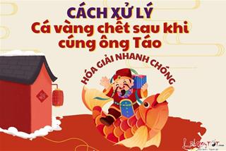 Chớ hoang mang, xử lý cá chết sau khi cúng ông Táo thế này thì chẳng ai trách phạt cả!
