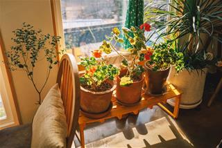 Tử vi thứ 4 ngày 21/2/2024 của 12 cung hoàng đạo: Sư Tử khéo léo, Song Ngư lý trí