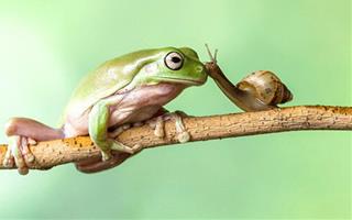 Bài học cuộc sống về ếch và ốc sên để thấy rằng chớ so sánh mình với bất cứ ai