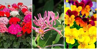 Loài hoa may mắn cho 12 cung hoàng đạo 2024: Bổ trợ cho cuộc sống thăng hoa