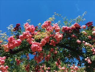 Tử vi thứ 7 ngày 30/3/2024 của 12 con giáp: Thìn giỏi giang, Sửu đau đầu