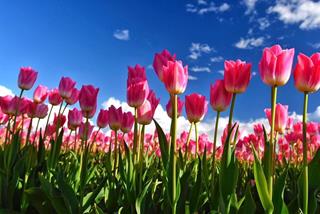 Tử vi thứ 4 ngày 17/4/2024 của 12 cung hoàng đạo: Nhân Mã mất trí, Cự Giải kiên nhẫn