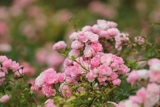 Tử vi tuần mới của 12 con giáp từ 15-21/4/2024: Mùi phát tài, Sửu bình an