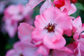 Tử vi thứ 3 ngày 16/4/2024 của 12 con giáp: Mão tiết kiệm, Tuất có lợi thế