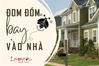 ĐOM ĐÓM BAY VÀO NHÀ là điềm gì, tốt hay xấu, nên làm gì để đón lành tránh dữ?