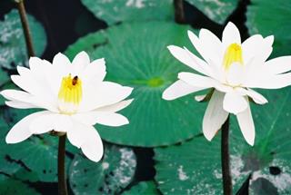 Tử vi thứ 5 ngày 23/5/2024 của 12 con giáp: Thìn gặp xui, Thân gặp may