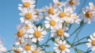 Tử vi thứ 4 ngày 15/5/2024 của 12 cung hoàng đạo: Sư Tử khó chịu, Bảo Bình nhạy cảm