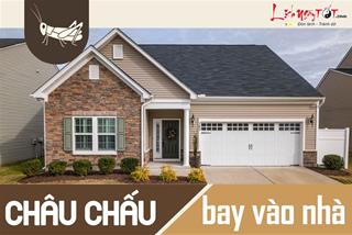 CHÂU CHẤU BAY VÀO NHÀ: Báo hiệu điềm gì, có điều gì cần lưu ý?