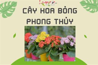 Cây hoa bỏng phong thủy: loài hoa có sức sống mãnh liệt giúp chiêu tài hút lộc