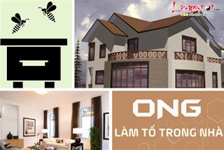 Ong làm tổ trong nhà là điềm gì? Điều gì sắp xảy đến với ngôi nhà của bạn?