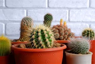 Đừng trồng 3 loại cây này ở ban công, chúng hút sạch tài lộc của nhà bạn!