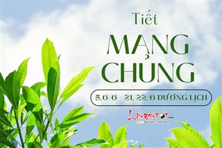 Tiết Mang Chủng là gì, có những đặc điểm nào nổi bật?