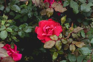 Tử vi thứ 2 ngày 8/7/2024 của 12 con giáp: Sửu hạnh phúc, Tị nhiều tiền