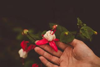 Tử vi thứ 6 hàng ngày 5/7/2024 của 12 con giáp: Dần rủng rỉnh, Tý phiền phức