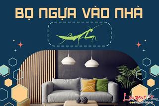 BỌ NGỰA vào nhà báo hiệu điều gì, bật mí những dấu hiệu cát lành dễ thấy
