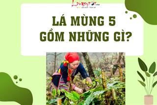 Lá mùng 5 gồm những gì? Chúng có tác dụng gì mà nhà nhà tìm mua đúng dịp Tết Đoan Ngọ?