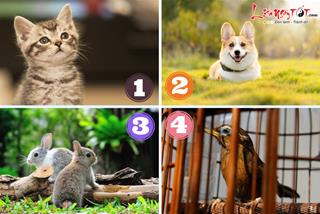 Trắc nghiệm tâm lý: Loài vật nào sẽ báo hiệu thành công nửa cuối năm 2024 cho bạn?